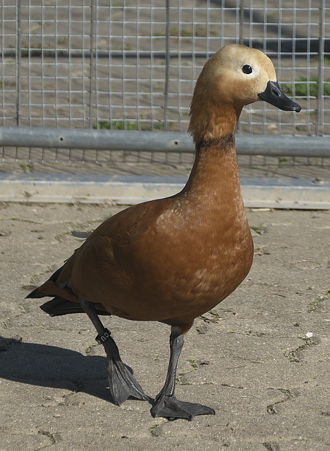 注意