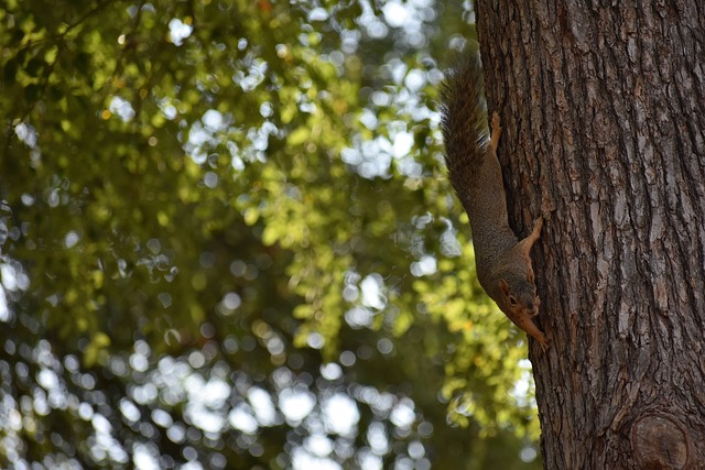 但他凭借赛 但他凭借赛